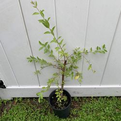 Henna(mehandi) Plant (2 Ft Tall)
