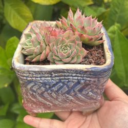 Succulent sp