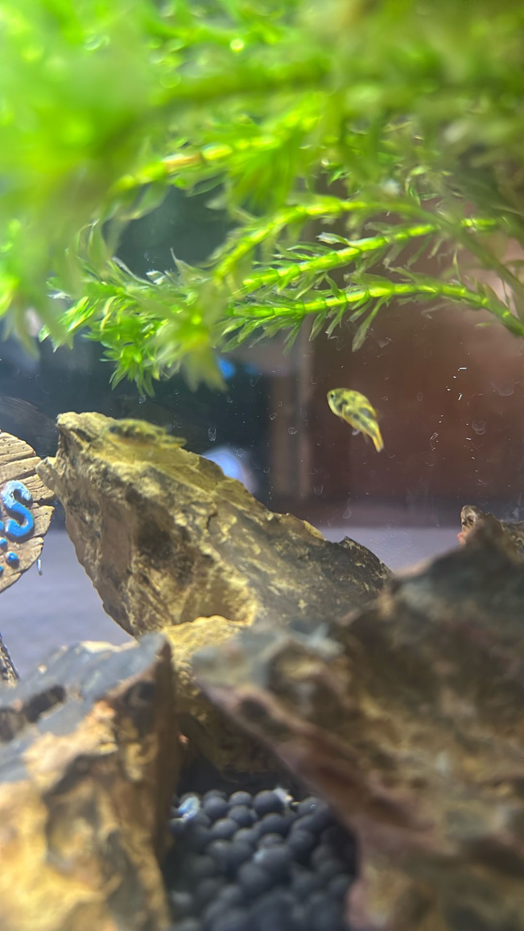 Pea Puffer