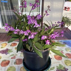 Very fragrant Dendrobium