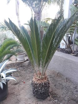 Sago Palms