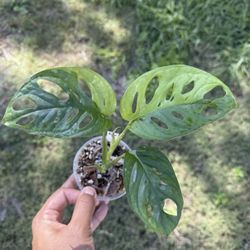 Monstera Adansonii Aurea Variegated