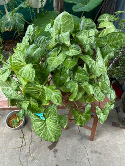 Plants indoor