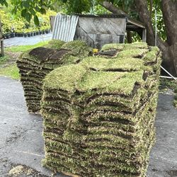 St. Augustine Sod - $225 Per Pallet