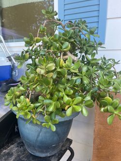 Jade plant     Planta de Jade