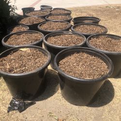 Palm Soil For Outdoor Plants 