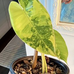 3 Leaf Variegated Philodendron Burle Marx New Growth