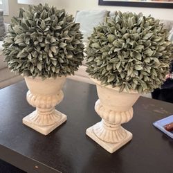 Dusty Bayleaf Topiary