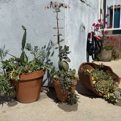 Three Mixed Succulent Planter Collection 