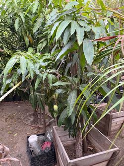 Small Tree in Black Nursery Pot