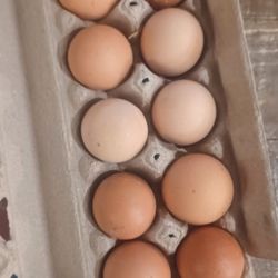 Eggs