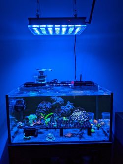 25g AIO lagoon reef tank