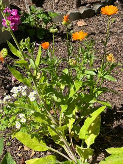 Plants and seeds
