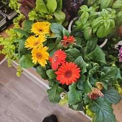 Flower Arrangements