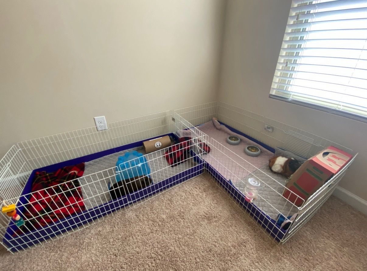 Guinea Habitat