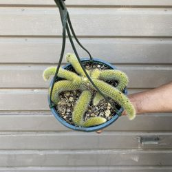 8” Monkey Tail Cactus