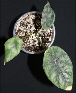 Alocasia Quilted Dreams – Double Plant