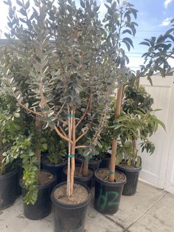 Fruit Trees