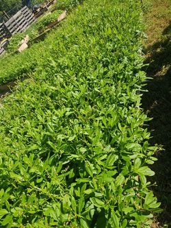 Waterleaf (African spinach)