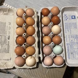 Fresh eggs 