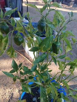 Bell peppers