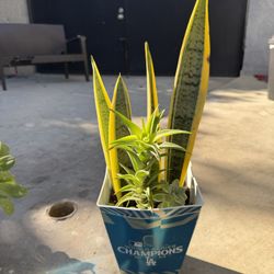 Snake Plant