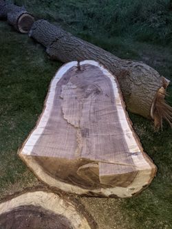 Fresh Cut Black Walnut..