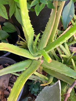 Aloe Vera Plant