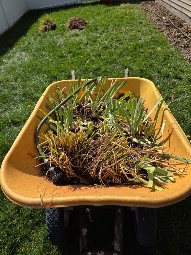 Irises bulbs Ready To Be Plant On Ground