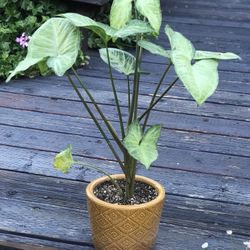 $12 Shade Plant Syngonium