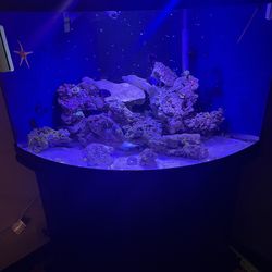 55G Corner Saltwater Tank (No Fish)