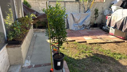 Calamansi or Calamondin