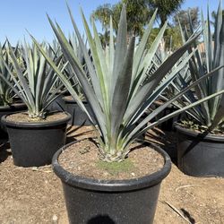AGAVE TEQUILERO
