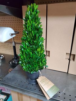 Boxwood trees 16in tall new 15.00ea