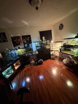 Reptile tanks