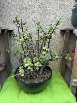Elephant Bush Plant