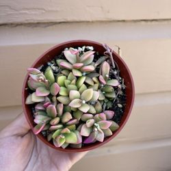 4” Pink Succulent