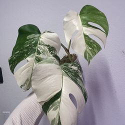 monstera Albo Variegated Plant