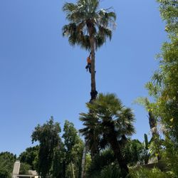 Palms 