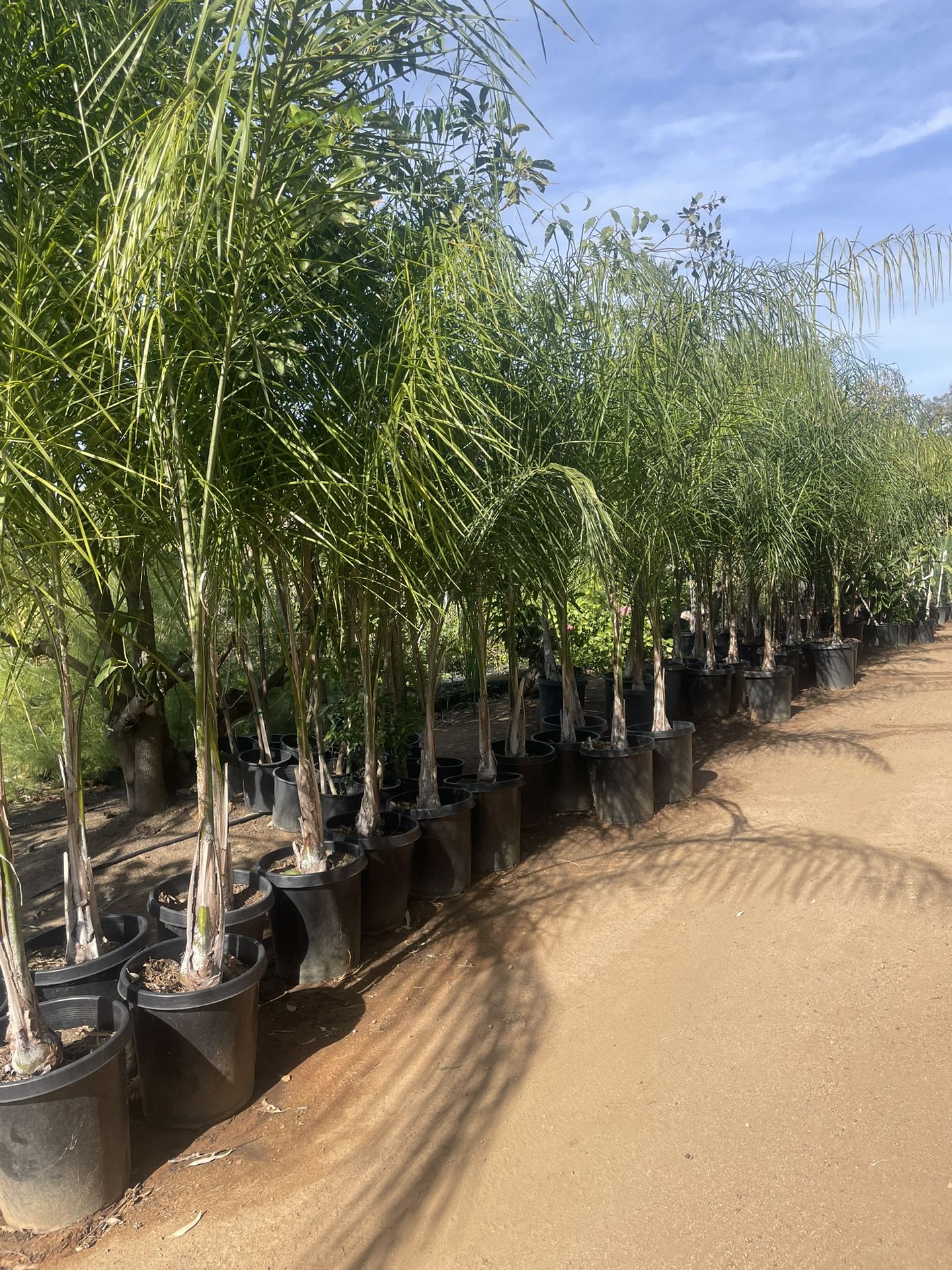 15 Gallon Size- Queen Palm Trees- Approximately 6-8 Feet Tall