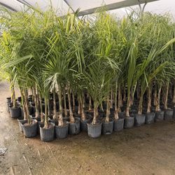 Queen Palms 10 Inche Pots 5-6 Feet Tall