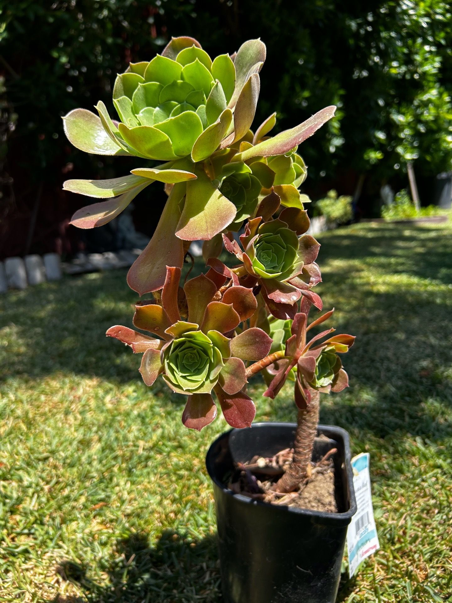 Beautiful succulent