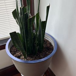 Large Plant W/ Stand