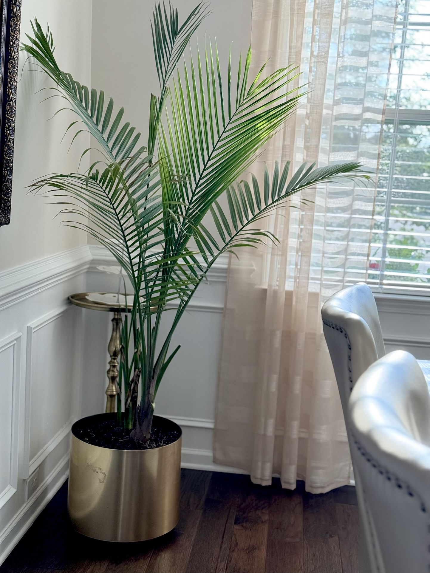 Majesty Palm