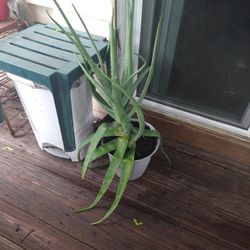 Aloe Vera Plant