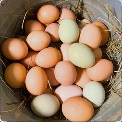 Free range eggs