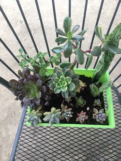 Assorted plants