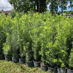 podocarpus 4 feet tall Instant Privacy Hedge