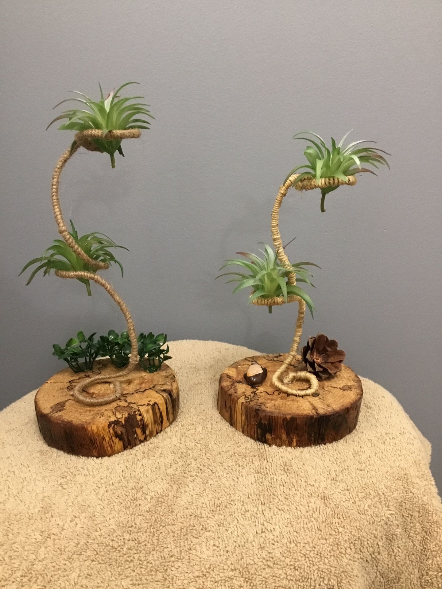 Air Plant Holder