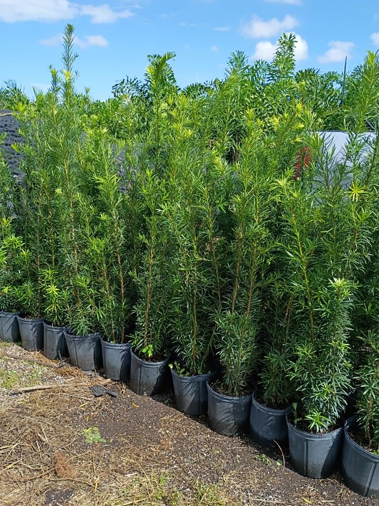 Huge Podocarpus Over 4 Feet Tall Instant Privacy Hedge For Fence